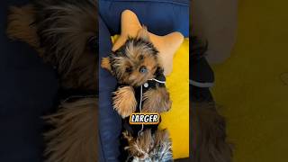 Cutest Yorkshire Terriers Compilation 🐶 [upl. by Juno630]