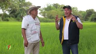 Tierra de Diatomeas para el cultivo del arroz  y café cuanto cuesta una hectáreaFADC [upl. by Kcajyllib308]