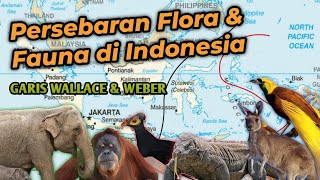 Garis Wallace dan Weber  Persebaran Flora amp Fauna di Indonesia  Dunia Biologi [upl. by Aihsitan]