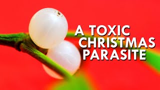 The Explosive Poisonous Parasitic Truth About Mistletoe [upl. by Perkoff]