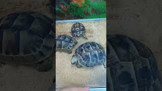 Cute Tortoise goldenfishbahrainmall  Falcon Aquarium services [upl. by Annas395]