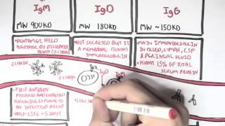 Immunology  Antibodies Function [upl. by Relyhcs]