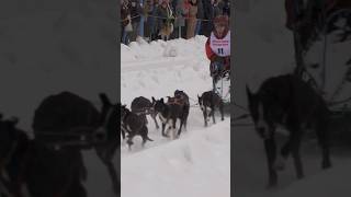 GO DOG GO Sled Dog Races in Alaska [upl. by Acirej962]