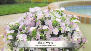 Wave® Petunia  All About Color [upl. by Oibesue]