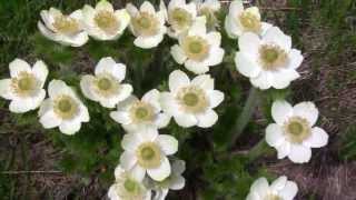 Mt Hood Oregon Wildflowers [upl. by Cohby]