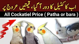 All Cockatiel Parrot New Prices 2024  Cocktail bird all types prices [upl. by Akinimod202]