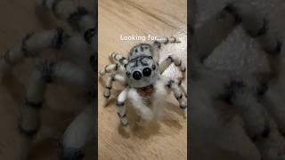 Chrysilla versicolor cute かわいい jumpingspiders ハエトリグモ 寵物跳蛛 salticidae 跳蛛 hunter [upl. by Leahey]