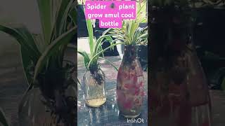 Spider plant grow🫣in amul cool bottle [upl. by Atival905]