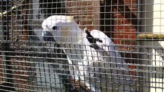 Wingham Wildlife Park Cockatoo quotGoodbyequot [upl. by Ripley362]