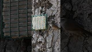 Bewicks Wren🐦Oak Tree Suet Treat bewickswren [upl. by Acinomal886]