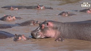 Mara River Hippo Pool  African Wildlife  Zebra Plains [upl. by Prichard765]