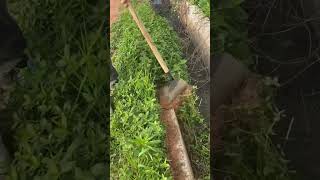 Flat steel shovel clearing process of ditch weeds [upl. by Sinnej140]