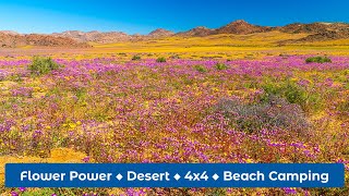 Discovering Namaqua’s Floral Splendour A Journey Through Blossoms [upl. by Barger645]