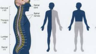 Difference Between Flaccid and Spastic Paralysis [upl. by Nakashima]