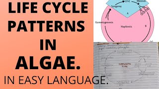 DIFFERENT PATTERNS OF LIFE CYCLE IN ALGAEExplanation With notesbscbotany [upl. by Ecienaj847]