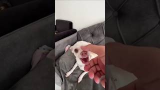 Doing Kuchi Kuchi dog funny puppy trending shortsvideo ytshorts shortsfeed viralvideo [upl. by Ijies872]