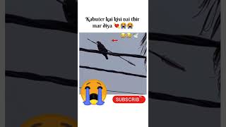 Kabuter kai kasi thir mar diya🕊💘😭😭 pigeon viralshort kabootar shortviral [upl. by Aloysius239]