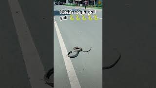 Nache nagin gali gali🐍short videolatest videoviral video snake video comedy videofunny video [upl. by Sotsirhc]