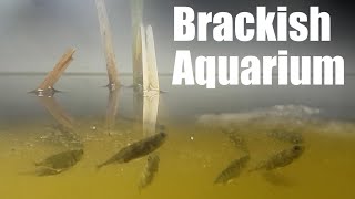 Native Brackish Aquarium with Sticklebacks [upl. by Garlen394]