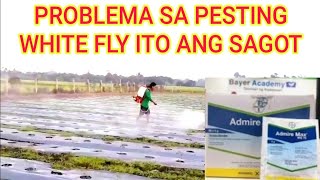 PESTING WHITE FLY ITO ANG SULOSYON ADMIRE MAX [upl. by Yajeet]