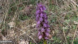 Orchidées sauvages  l’Orchis géant [upl. by Nathanson929]