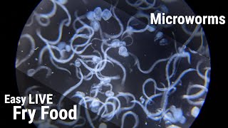 How To Culture Microworms For Fish Fry [upl. by Anitsenre]