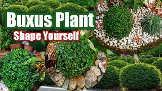 How to grow buxus plant  Boxwood plant  Buxus plant care tips  Buxus shrub [upl. by Maurizio446]