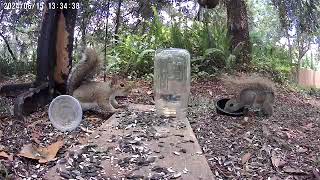 Squirrels Fight Over Sunflower Seeds [upl. by Wattenberg]