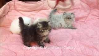 Such sweet pedigree kittens from Munchland Cattery [upl. by Eiramyelhsa463]