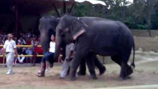 Elephant Show  Animal World Safari A FamosaMelakaPart 1 [upl. by Delbert373]