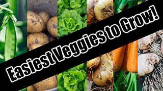 Top 6 Easy To Grow Vegetables For BeginnersSEED TO HARVEST [upl. by Etty]