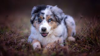 The Unique Case of Australian Shepherds and Their Bobtails [upl. by Goldia]