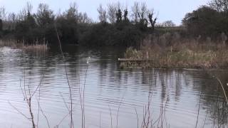 PRIORS CARP FISHERIES BERWICK PONDS FARM BERWICK POND ROAD ESSEX [upl. by Yelsew]