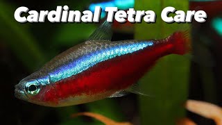 Cardinal Tetra Care Guide  Better Than The Neon Tetra Feeding Tank Set Up and Tank Mates [upl. by Nitreb745]