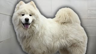 Samoyed dog hardly survives his grooming appointment [upl. by Malkin]