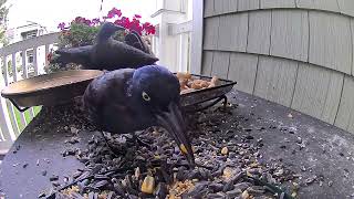 Lone Grackle being picky [upl. by Laureen]