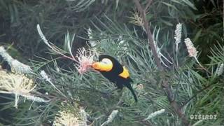 Regent Bowerbird [upl. by Corbett]