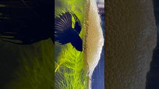 Betta fish breeding 😍 eggs arrangement shorts bettafish breeding [upl. by Glinys]