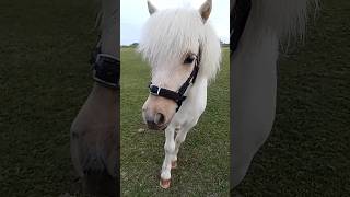 Our Gorgeous New Shetland Pony  Newest Family Member [upl. by Bissell]