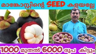 മാങ്കോസ്റ്റിൻ്റെ seed ന് 1000 മുതൽ 6000 രൂപ വരെ കിട്ടുംMangosteen Fruit Malayalam  Mangosteen [upl. by Olson]