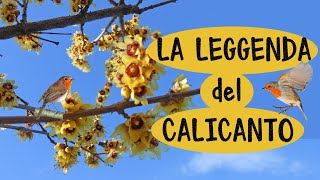 💐 LA LEGGENDA del CALICANTO 📖 Storia Illustrata con Sequenze da Scaricare  Curiosità sul Calicanto [upl. by Cordelie849]