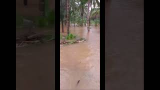 പ്രളയം  Pralayam  Koyambram Paalam flood 2024 rain heavyrain bridge parakkadavu chekkiad [upl. by Layol186]