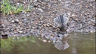 Grey fantail having a bath littlebirds australiannativebirds beautifulnaturevideos [upl. by Rushing]