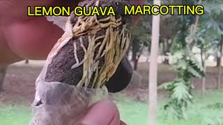 MARCOTTING LEMONGUAVA TUTORIAL [upl. by Wilbert]