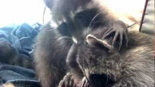 My raccoons purring so loud they are vibrating lol [upl. by Clemens]