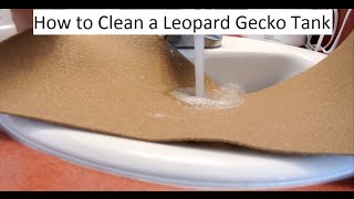 How to clean your leopard gecko tank Repticarpet [upl. by Niboc655]