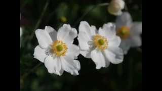 Anemone x hybrida Honorine Jobert Japanese Anemone [upl. by Sadler]