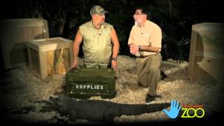 Zoofari with Larry the Cable Guy  West African Dwarf Crocodile [upl. by Eiramoj]