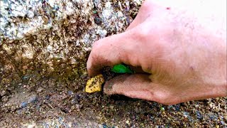 CHUNKY GOLD Whilst Crevicing Bedrock Prospecting alongside a Creek Gold Pan [upl. by Horter]