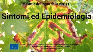 Le malattie del legno della vite 1  Sintomi ed epidemiologia [upl. by Chamkis]